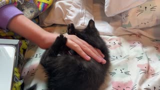 Fierce kitten attacks human hand