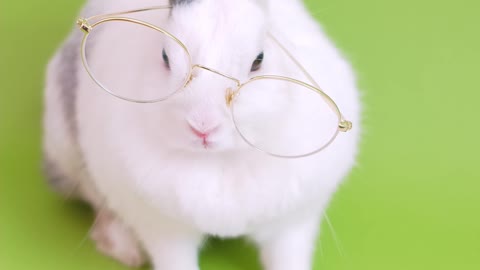 Cute white rabbit reading book
