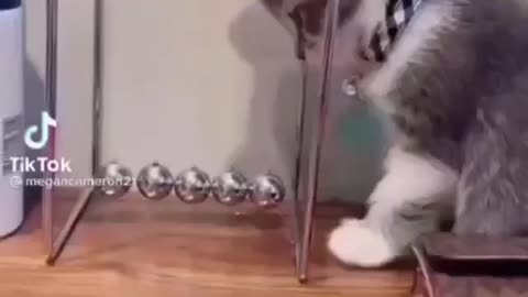 A smart cat rings a bell