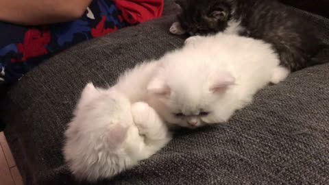 white Persian kittens fighting!