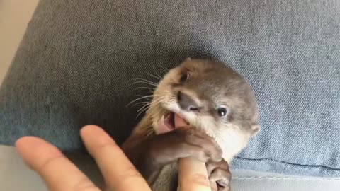 Baby Otter Loves to Nibble