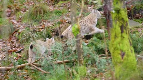 Two young and playfull lynx cat cubs running in the forest stock video
