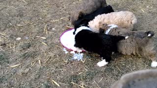 Puppy's First Meal