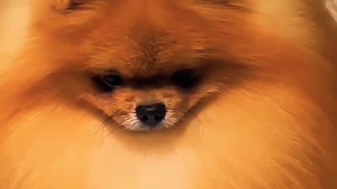 Pomeranian