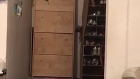 Black cat on green backpack falls off wooden shelf