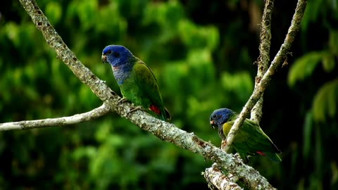 Natural Birds Green and Blue Nature