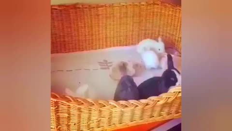 Funny animal videos