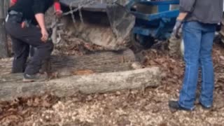 Homesteading, loaded logs on the trailer, and pushing a dead tree over.