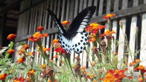 butter fly on the flower