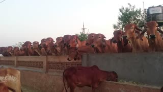 is a Indian cow or Buffalo the cow hinduism hindu