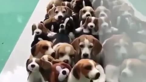 Cute Puppies Doing Funny Thing ! 😂😂😂