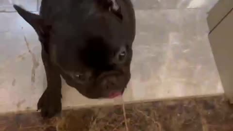 A passionate little black dog French Bulldog