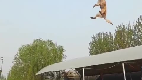 Dog jumping, dog training videos