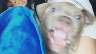 Pitbull puppy teething starts now!!!