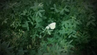beautifull white batterfly