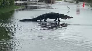 Big Gator in the Everglades