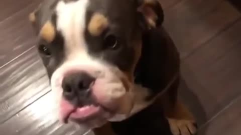 Cute dog admits his mistake: guilty dog