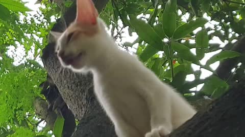 Cat Videos | Funny Animals | Cat in a Tree