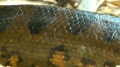 Amazing Giant Anaconda World's longest snake found in Amazon River