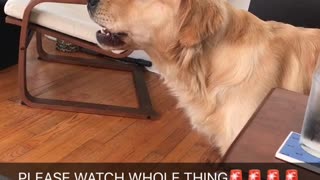 Dog reacts to sound of firetruck
