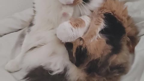 Calico Raggamuffin cat pedi