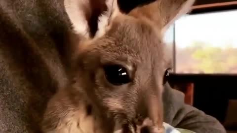 This baby kangaroo (Joey) likes her blanket/pouch