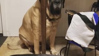 Silly Giant Dog Thinks The Table Is Enough To Hide Him