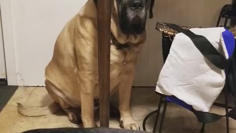Silly Giant Dog Thinks The Table Is Enough To Hide Him