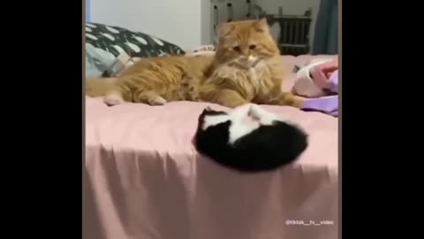 Dog 🐕 and cat 🐈 funny video 😀