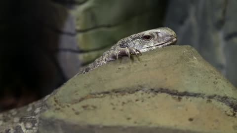 Gerrhosaurus - plated lizard in vivarium for reptiles