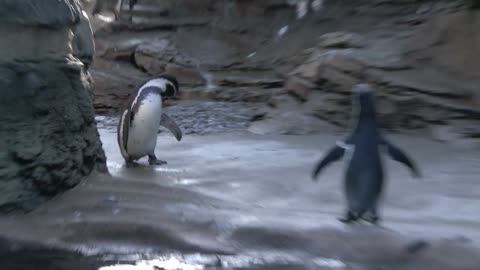 penguin family in zoo
