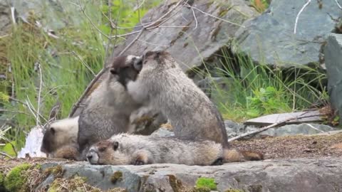 Marmots fighting and playing