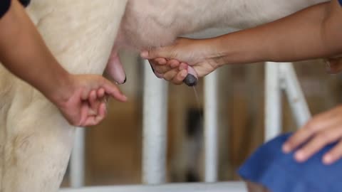 Close up of a human hand milking a cow by massaging his breasts