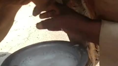 camel on road i drink first time camel milk is very tasty how i get milk see video