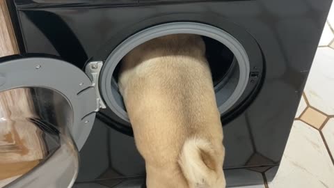 Biggie the Pug Helps with Laundry