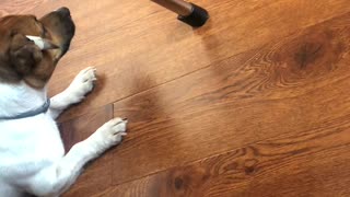 dog doesn't like robot vacuum cleaner