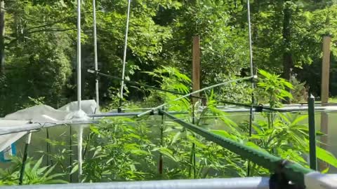 Derekhunterpodcast greenhouse pure Michigan marijuana 08/03/2021