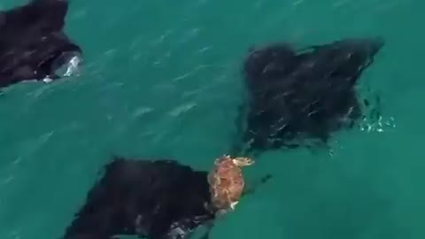 turtle swimming with stingrays