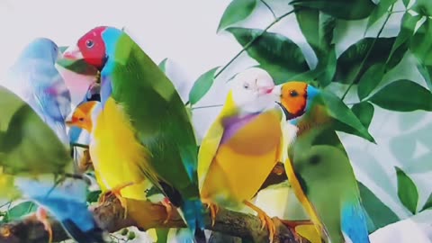 Collection of Beautiful & Amazing Birds