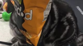 Zanta the cat has head stuck inside of orange and black pop chips bag