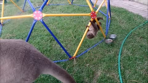 Funny compilation- baby sloths