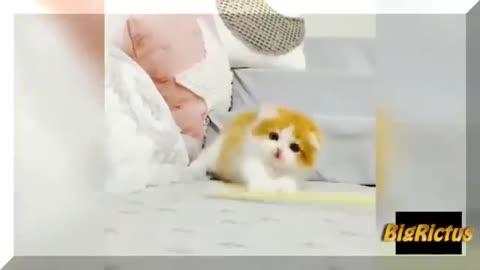 The challenge is simply too hard for this cute pet 😂try not to laugh 2021