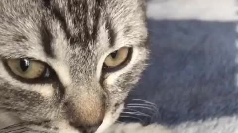 cute kitten’s exciting look