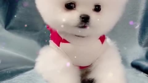 Cute and Funny Pomeranian Videos