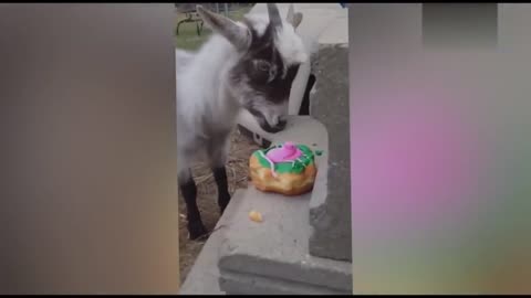 Funny animals eating food funny. #99