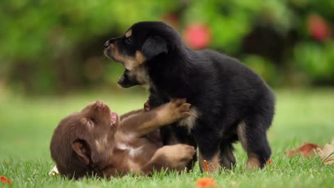 CUTE Dog Puppies playing 2021