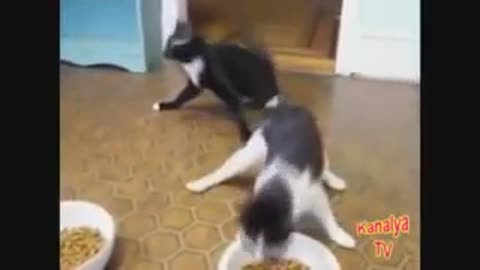 Animales borrachos videos graciosos