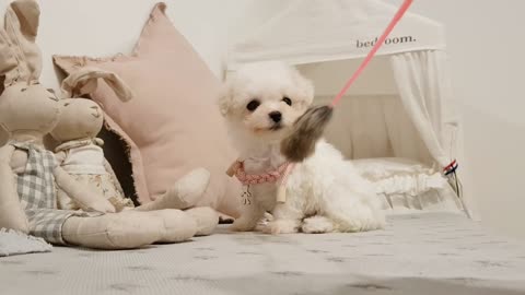 bichon frise cute puppy videos