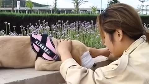 🐕baby dog2021🐶cute dogs🐕 funny dog,🐶dog compilation🐕short video🐶 cute animals videos🐕