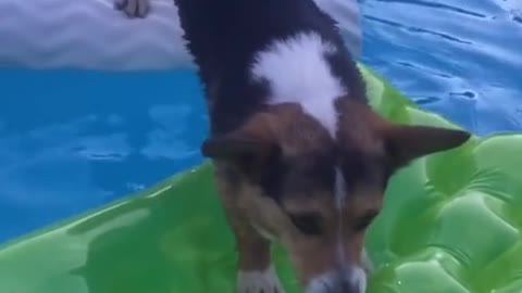 Oh no! #ohnoihopeidontfall #dog #pool #swim #fallin